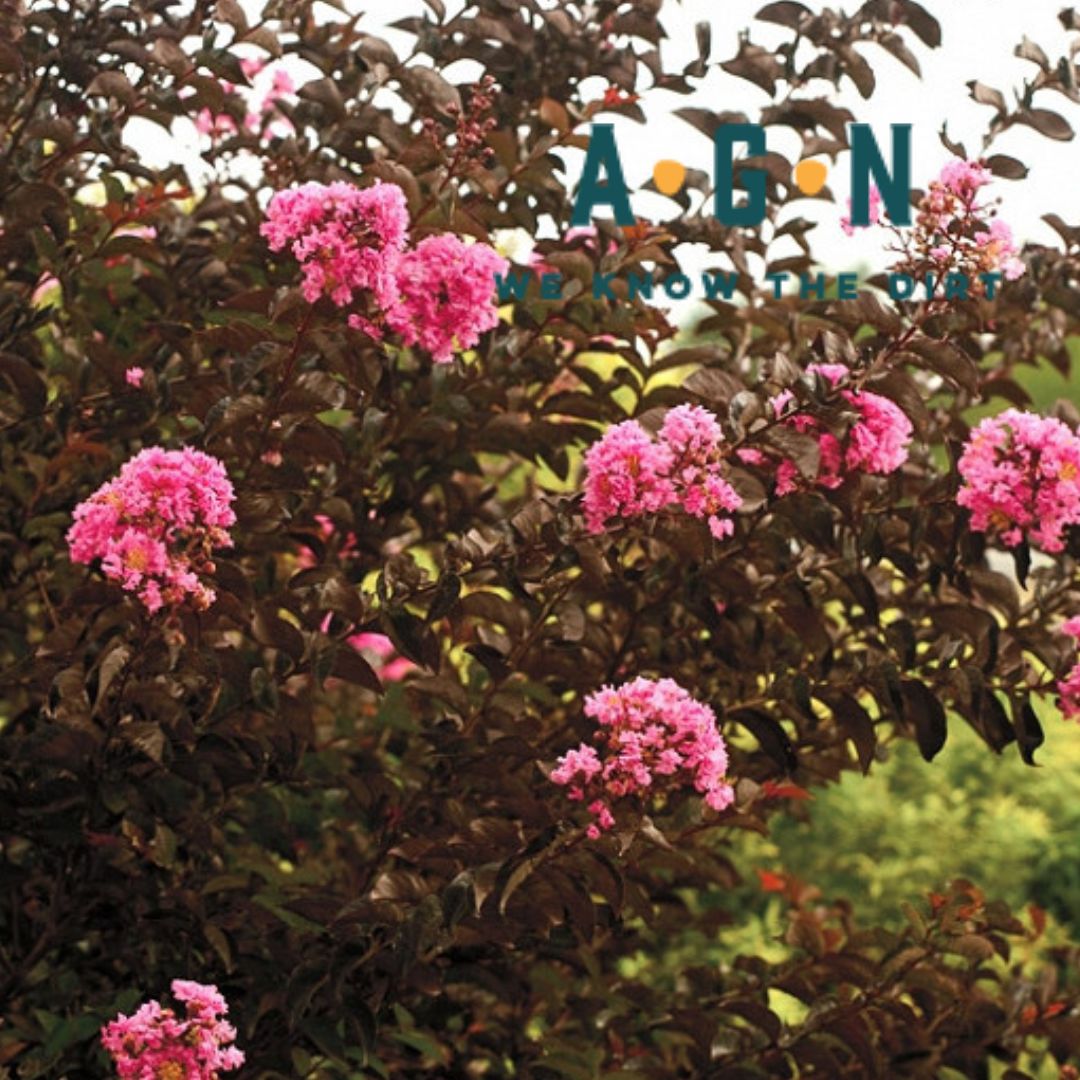 Delta Jazz Crepe Myrtle - America's Gardens Nursery