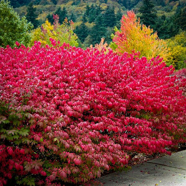 Dwarf Burning Bush - America's Gardens Nursery