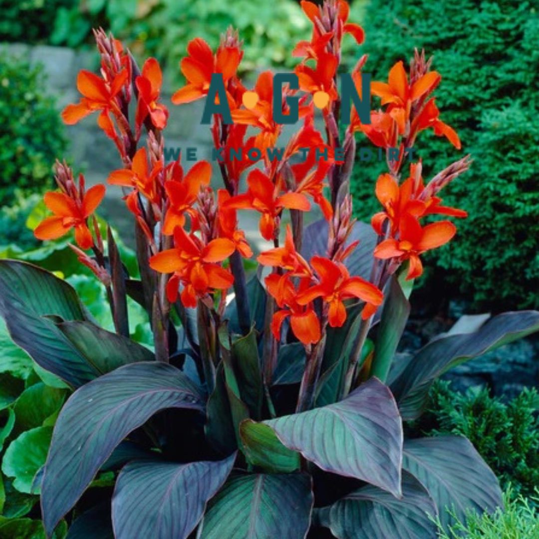 Dwarf Eric Neubert Canna - America's Gardens Nursery