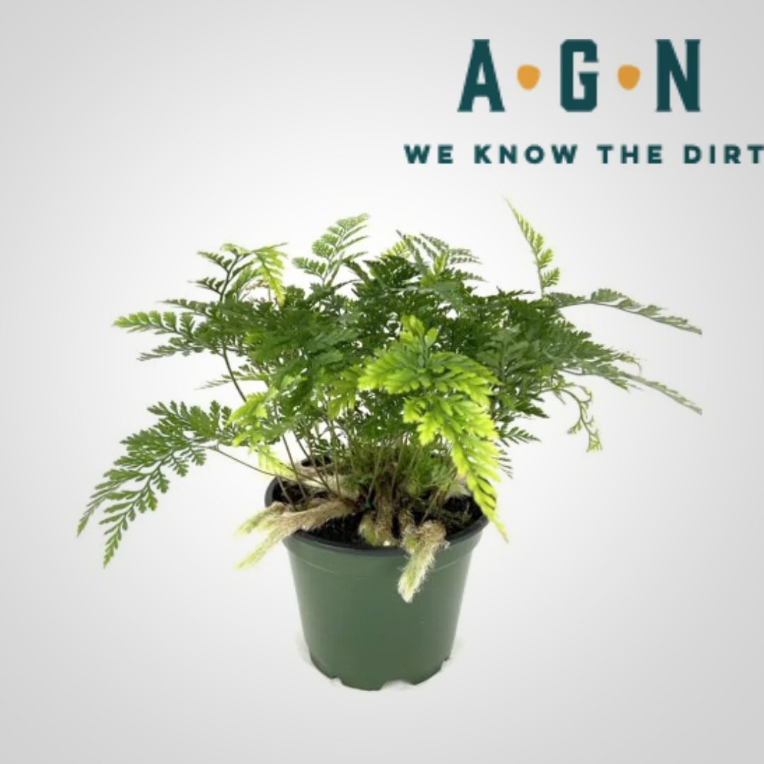 Fern, Deer Foot - America's Gardens Nursery