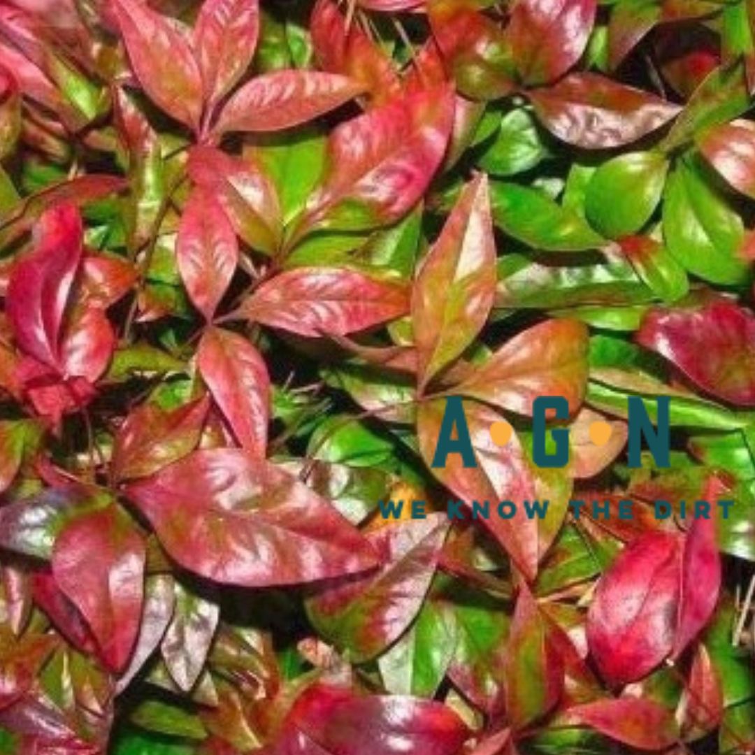 Fire Power Nandina - America's Gardens Nursery