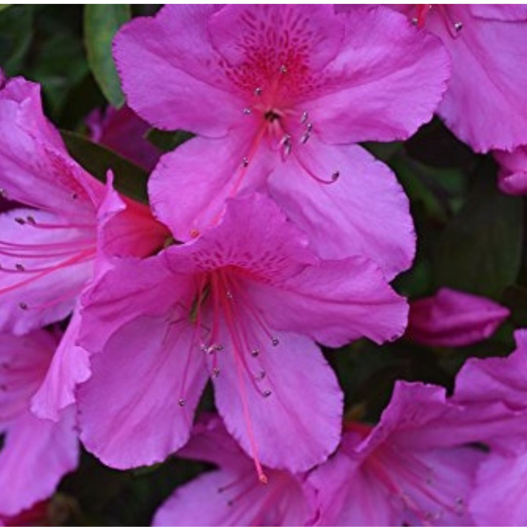 Formosa Azalea - America's Gardens Nursery