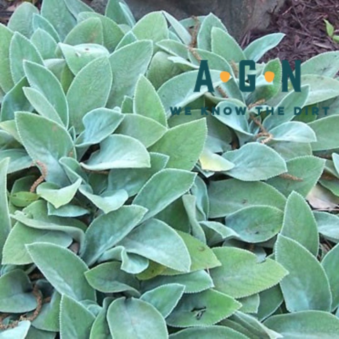Fuzzy Wuzzy Lambs Ear - America's Gardens Nursery