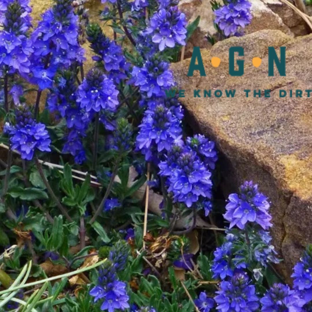 Georgia Blue Veronica Speedwell - America's Gardens Nursery