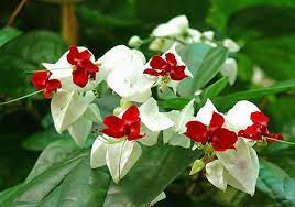 Glory - bower Bleeding Heart Vine - America's Gardens Nursery