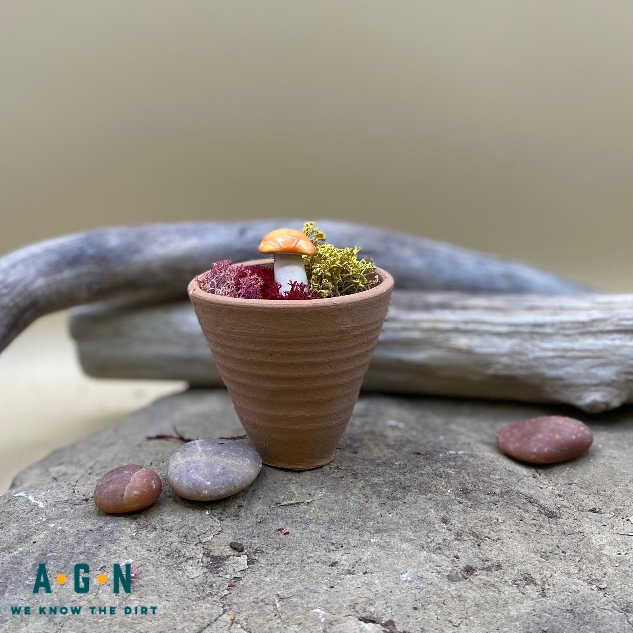 Gum Drop Shroomyz (Mushrooms) - America's Gardens Nursery