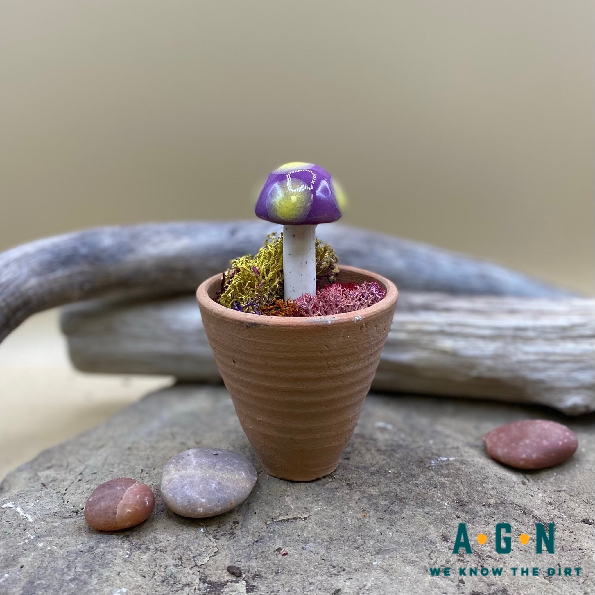 Gum Drop Shroomyz (Mushrooms) - America's Gardens Nursery
