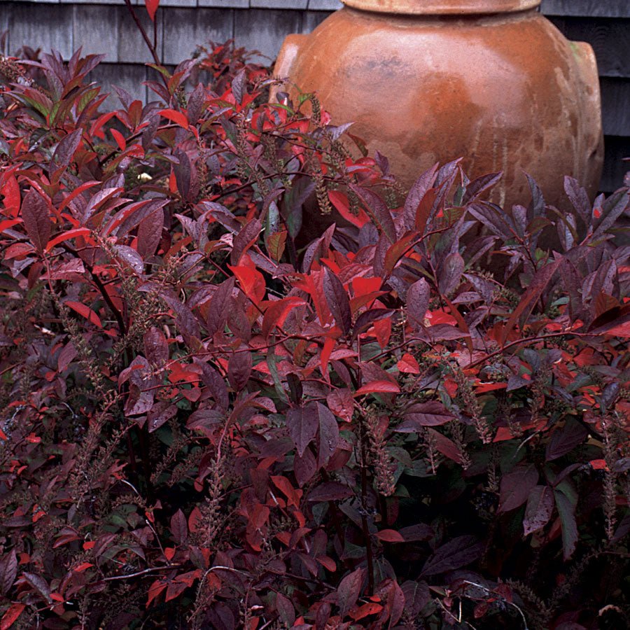 Henry Garnet Sweetspire - America's Gardens Nursery