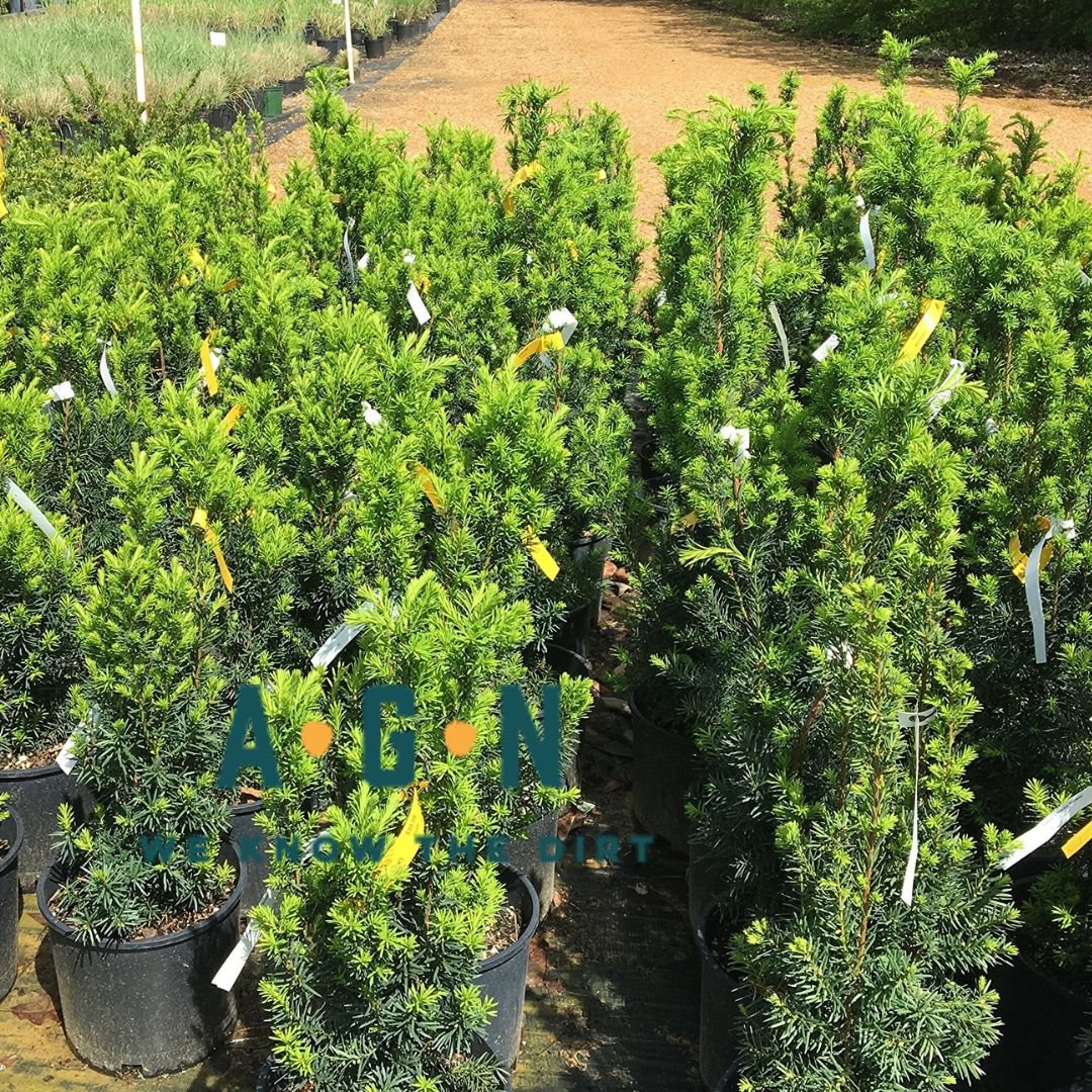 Hicks Yew - America's Gardens Nursery