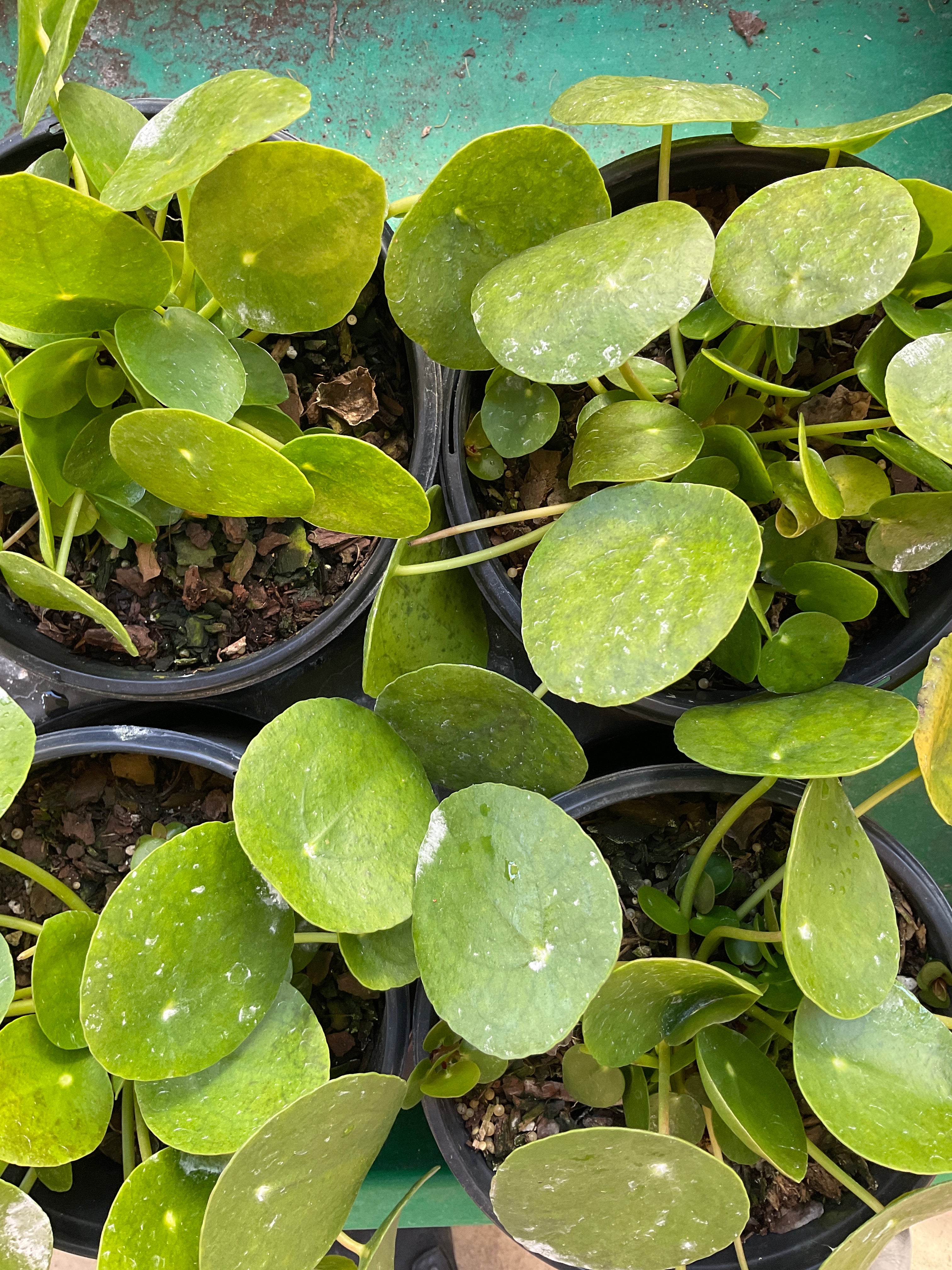 Chinese Money Plant