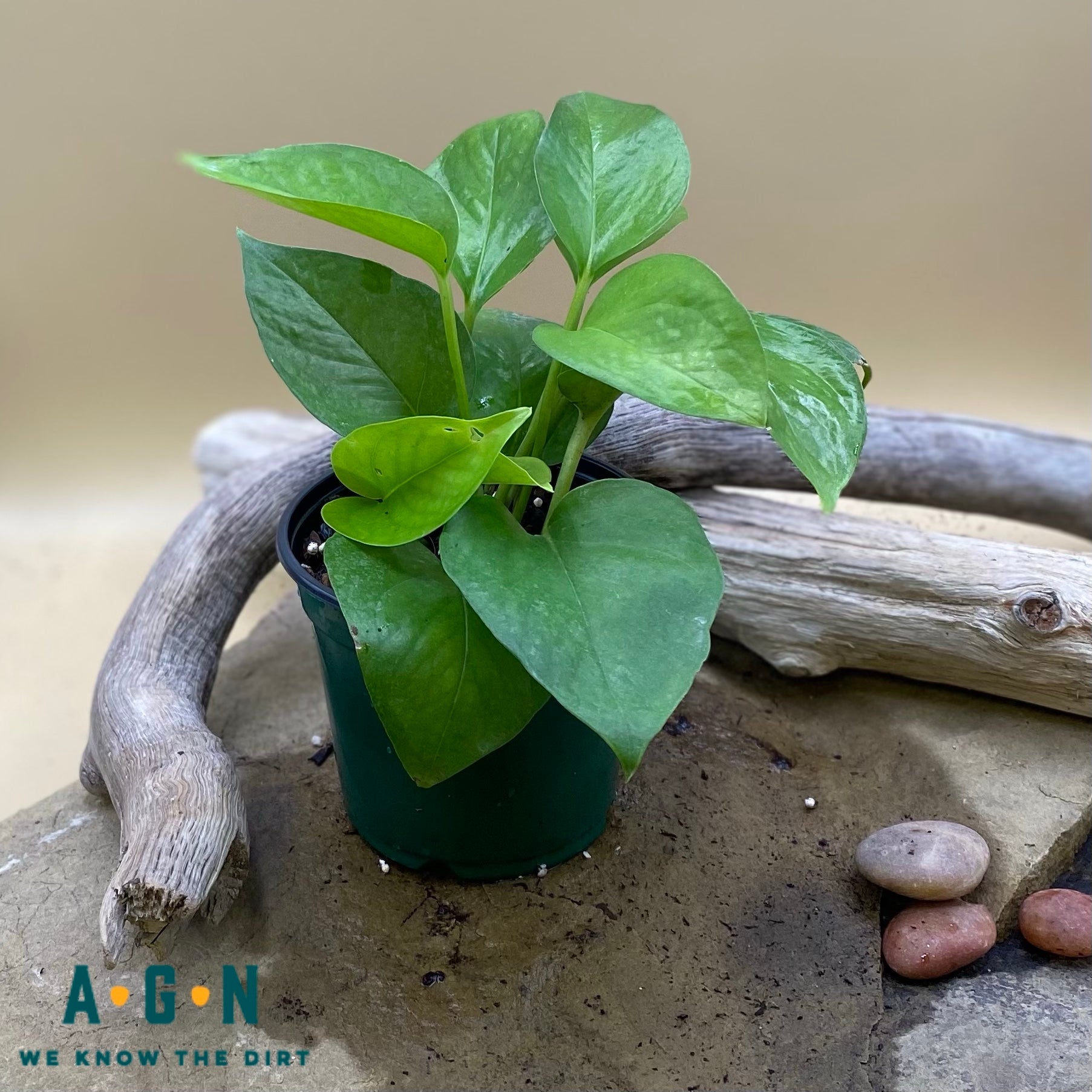 Jade Pothos - America's Gardens Nursery