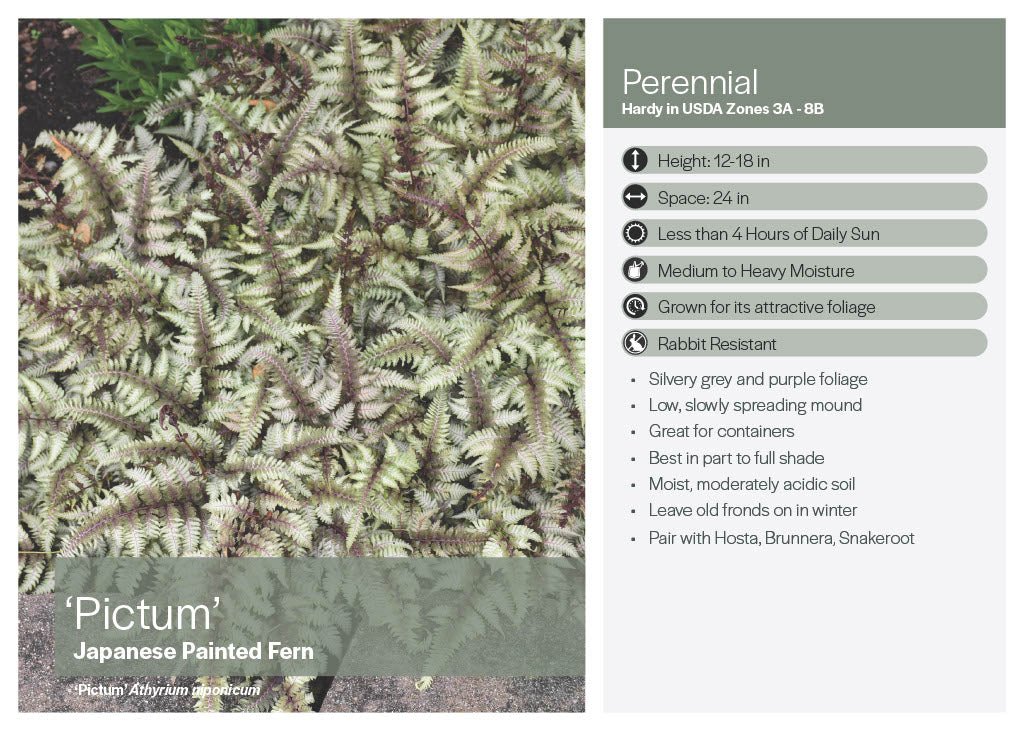 Japanese Painted Fern (Pictum) - America's Gardens Nursery