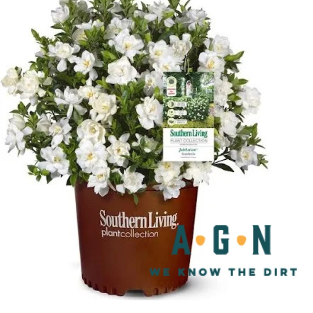 Jubilation Gardenia - America's Gardens Nursery