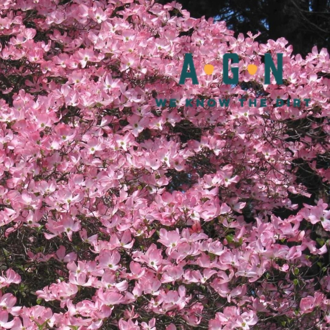 Kousa Pink Dogwood Tree - America's Gardens Nursery