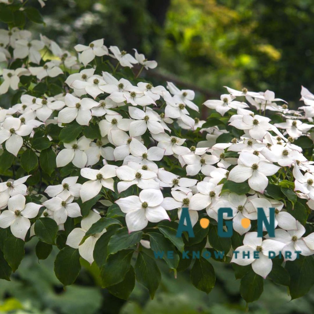 Kousa White Dogwood Tree - America's Gardens Nursery