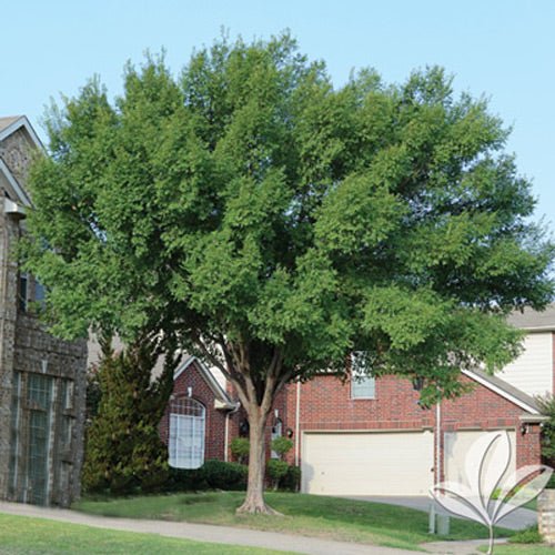 Lacebark Elm Tree - America's Gardens Nursery