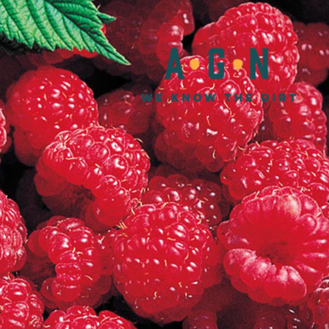 Latham Red Raspberry - America's Gardens Nursery