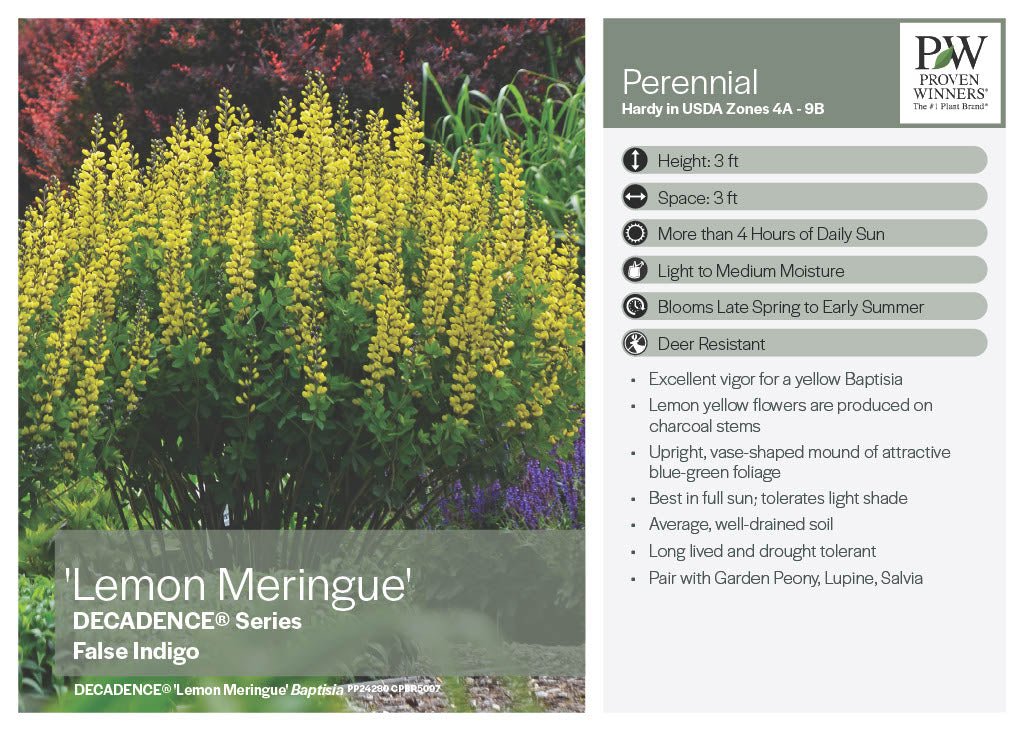Lemon Meringue Baptisia - America's Gardens Nursery