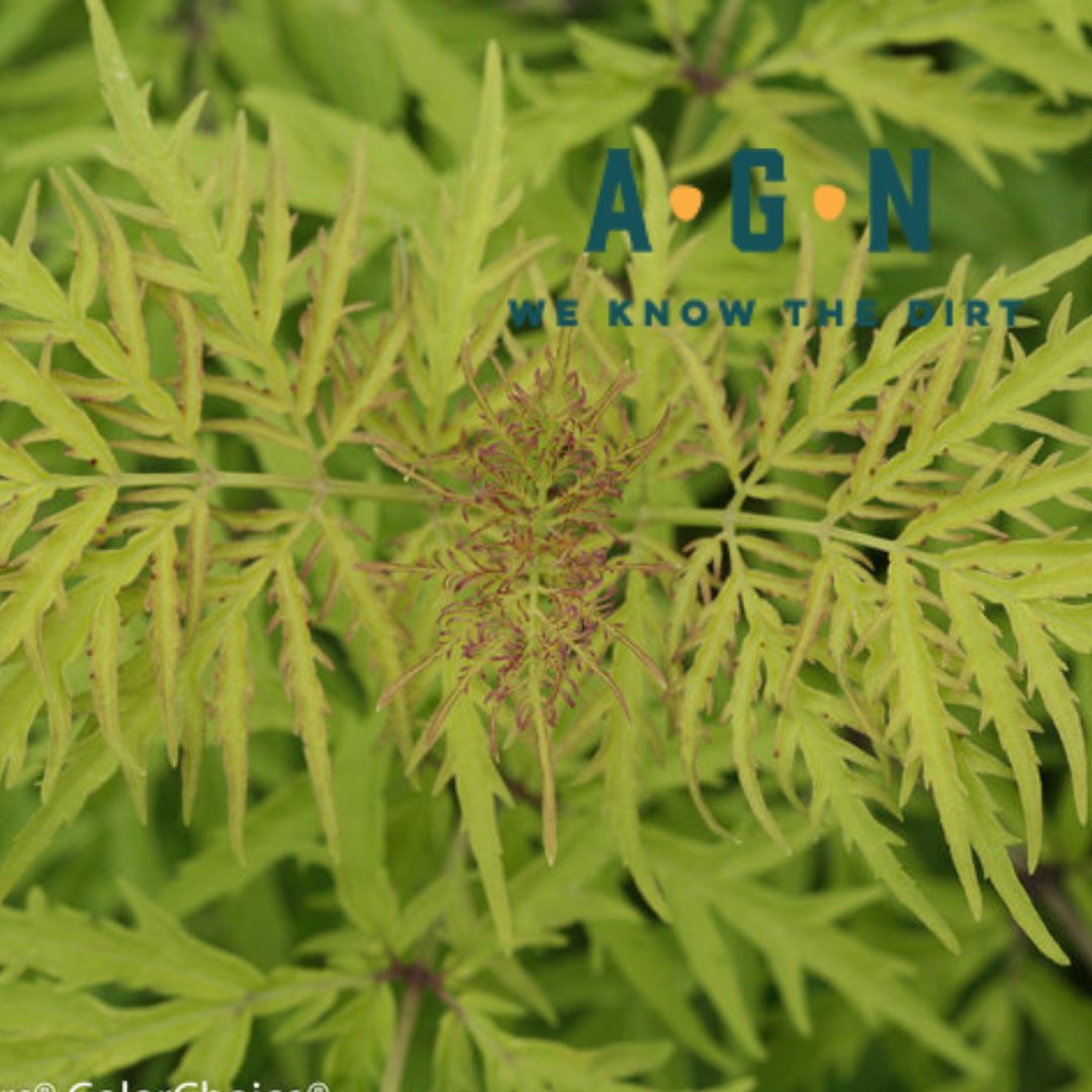 Lemony Lace Elderberry (Sambucus) - America's Gardens Nursery