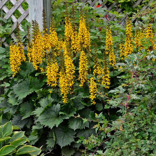 Bottle Rocket Ligularia