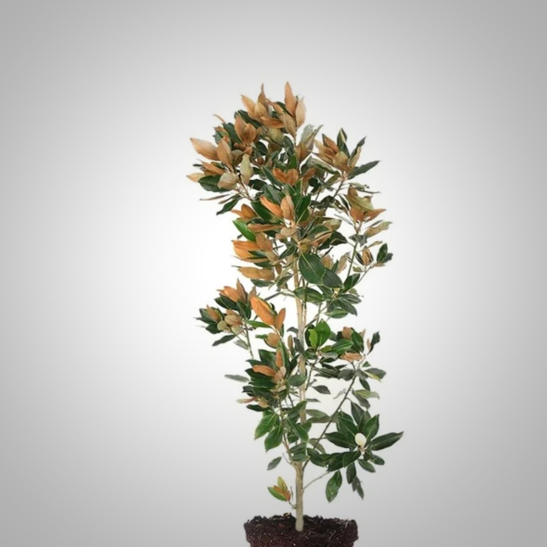 Little Gem Magnolia - America's Gardens Nursery