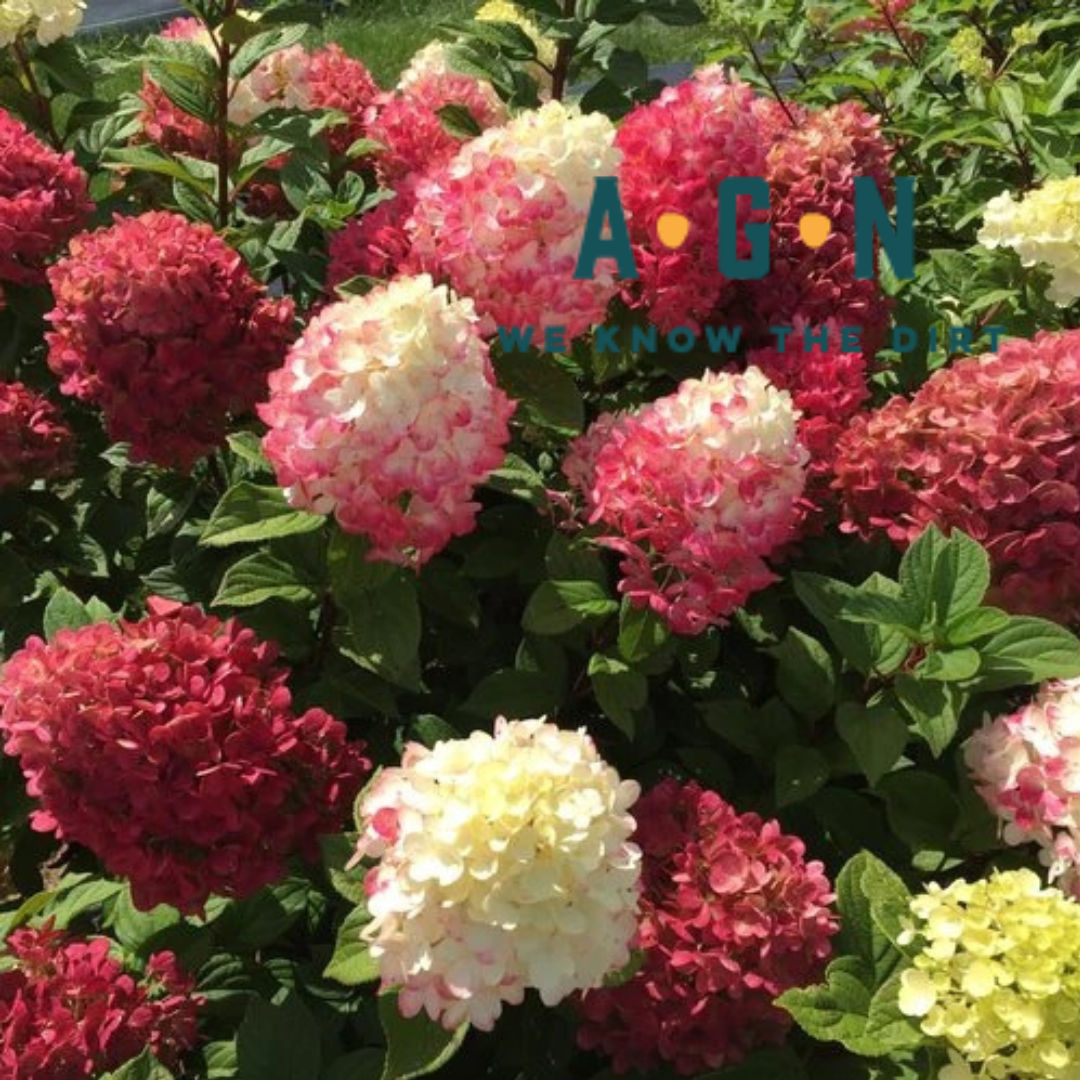 Little Lime Punch Hydrangea - America's Gardens Nursery