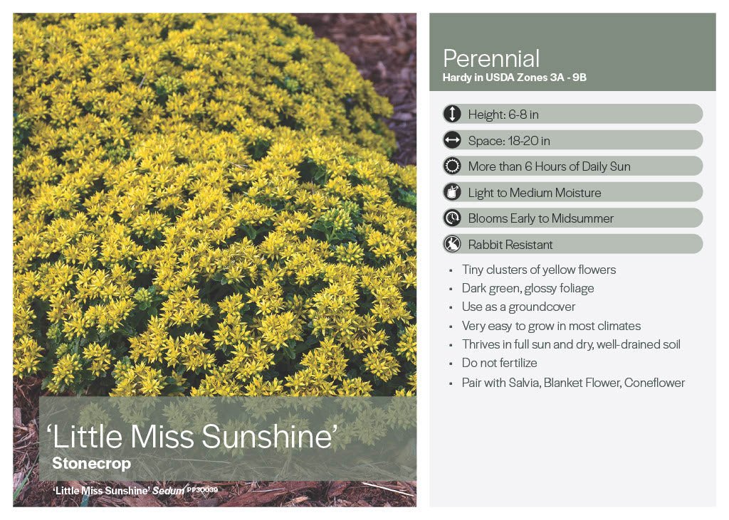 Little Miss Sunshine Sedum - America's Gardens Nursery