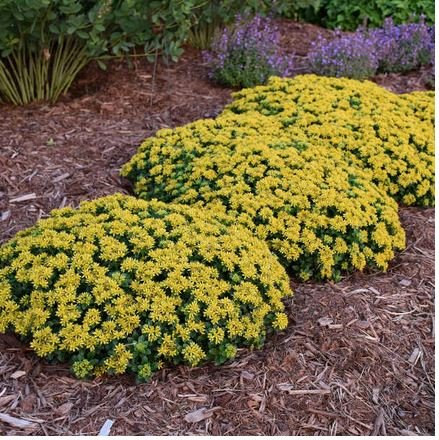 Little Miss Sunshine Sedum - America's Gardens Nursery