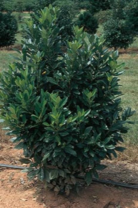 Majestic Jade Laurel - America's Gardens Nursery