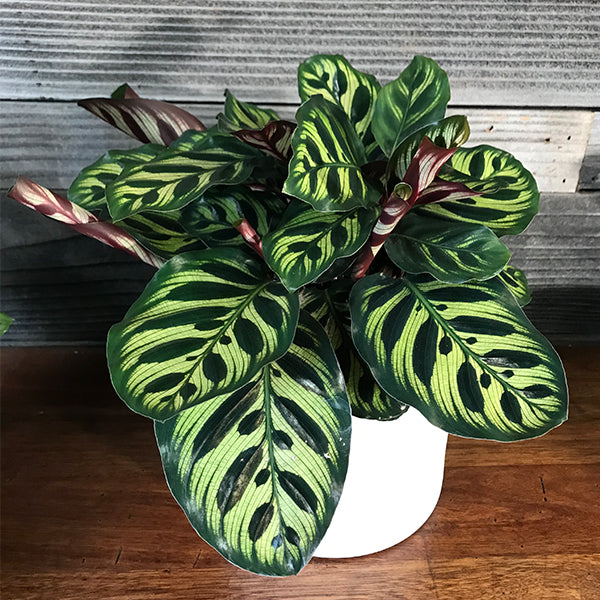 Calathea Makoyana