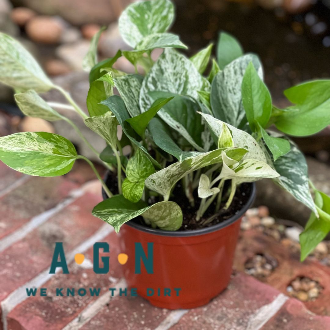 Marble Queen Pothos - America's Gardens Nursery
