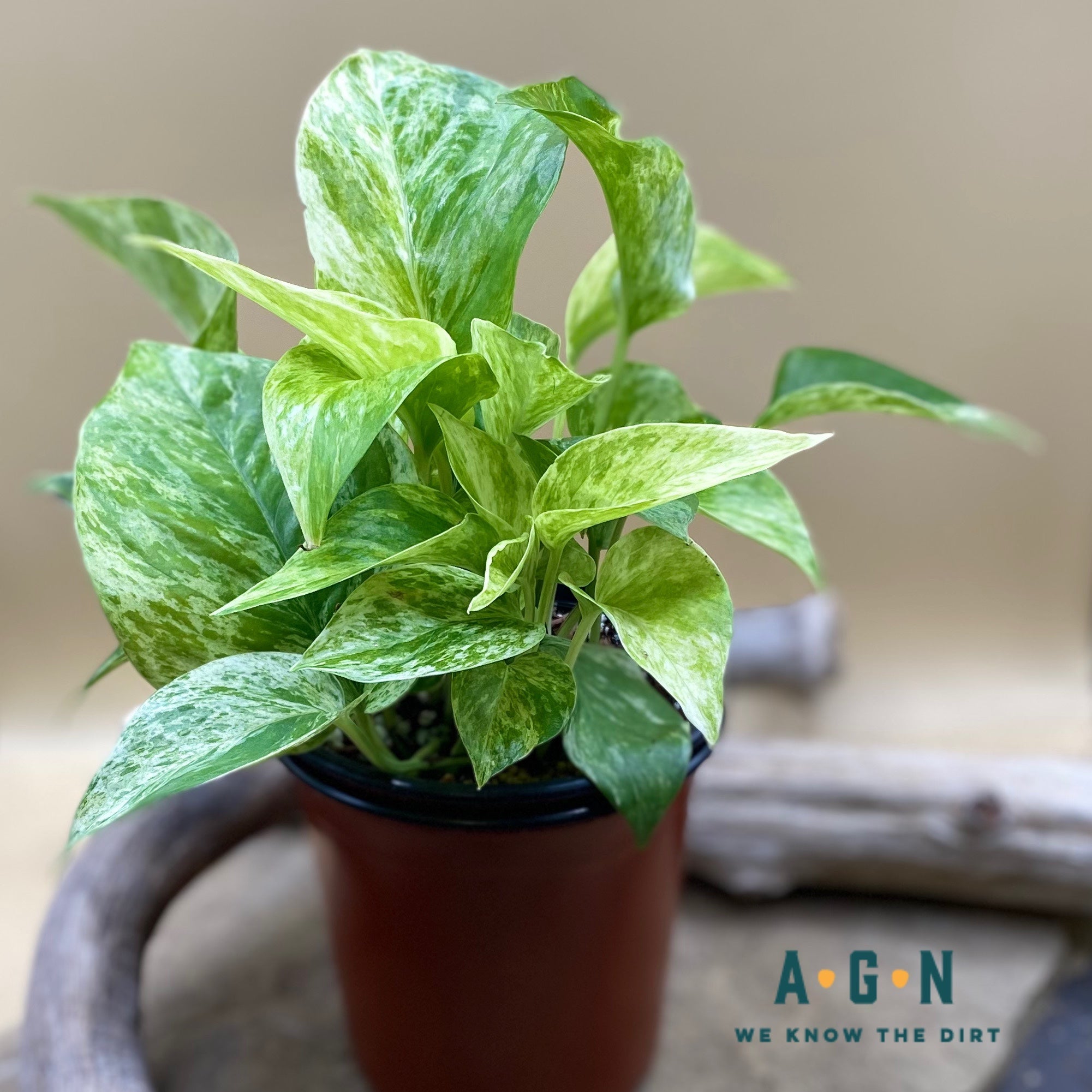Marble Queen Pothos - America's Gardens Nursery