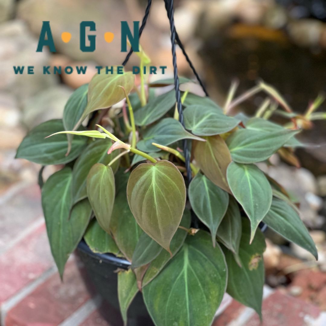 Mican Philodendron - America's Gardens Nursery