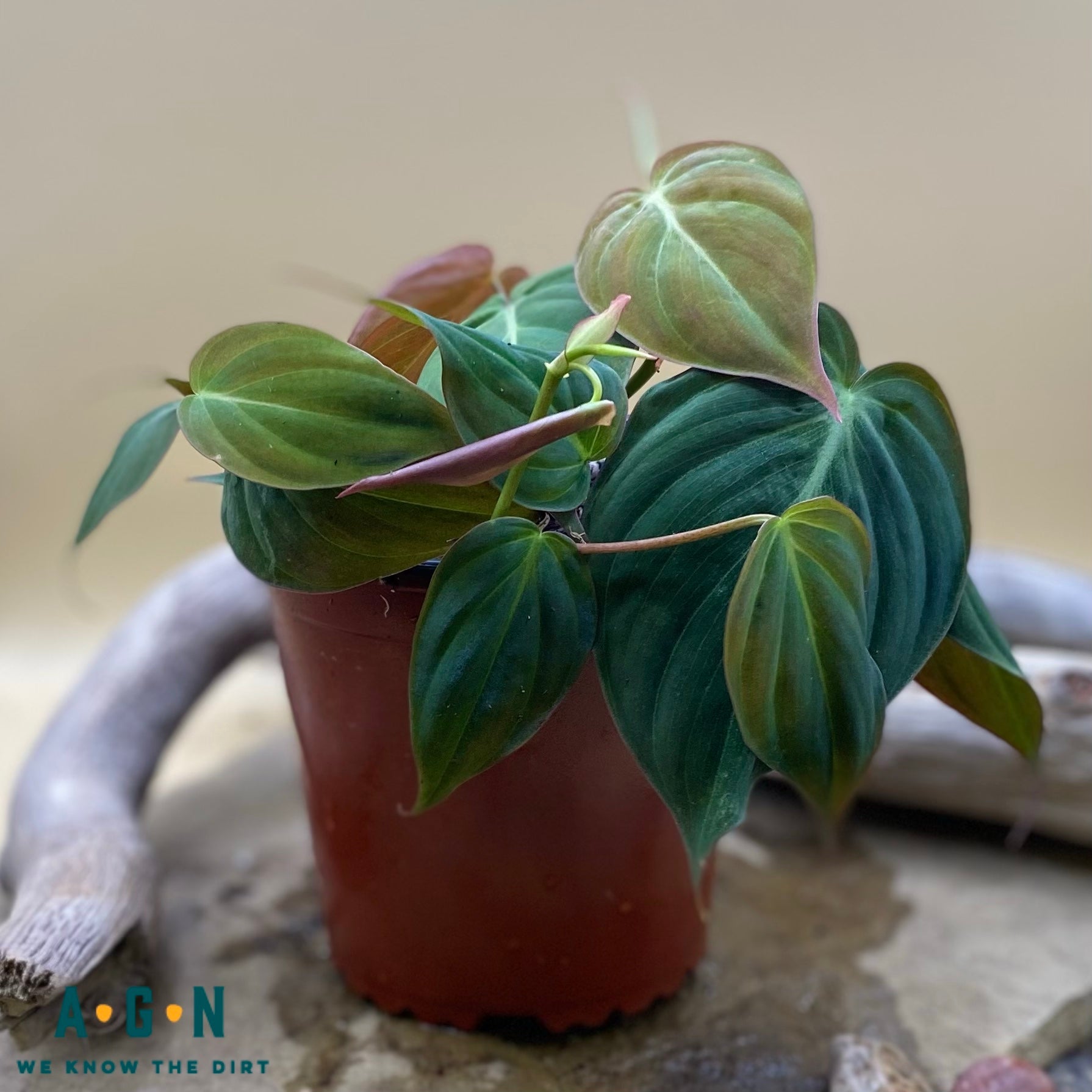 Mican Philodendron - America's Gardens Nursery