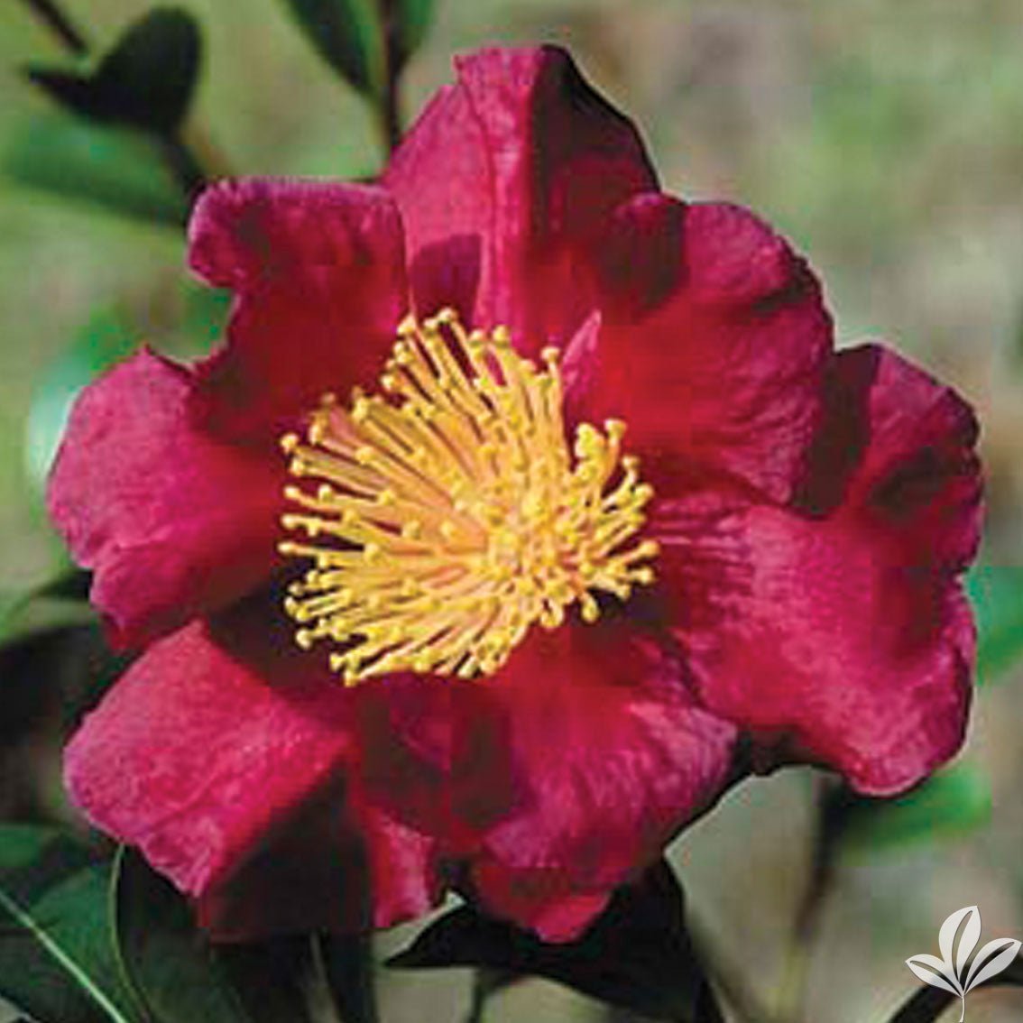 Midnight Lover Camellia - America's Gardens Nursery