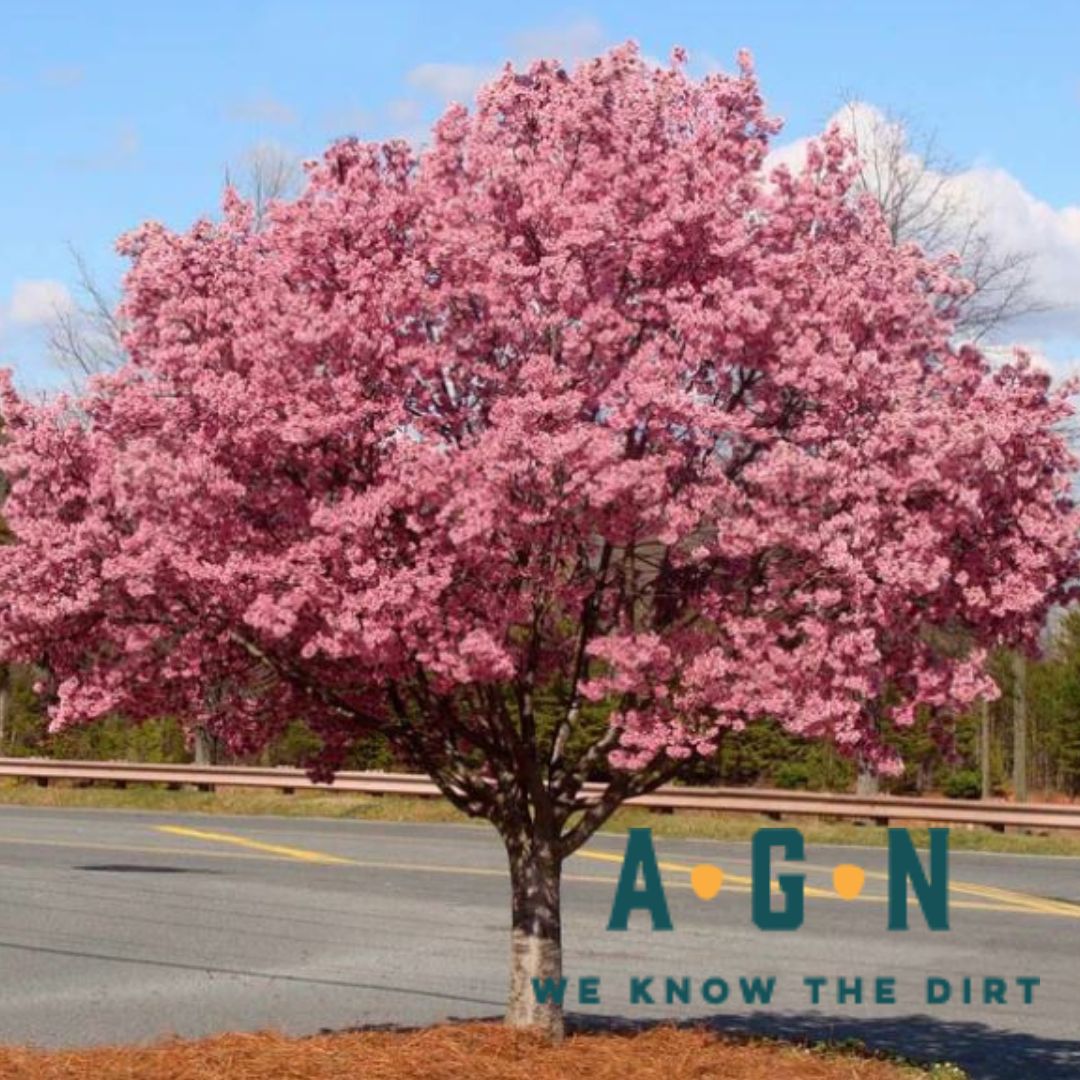 Okame Flowering Cherry Tree - America's Gardens Nursery
