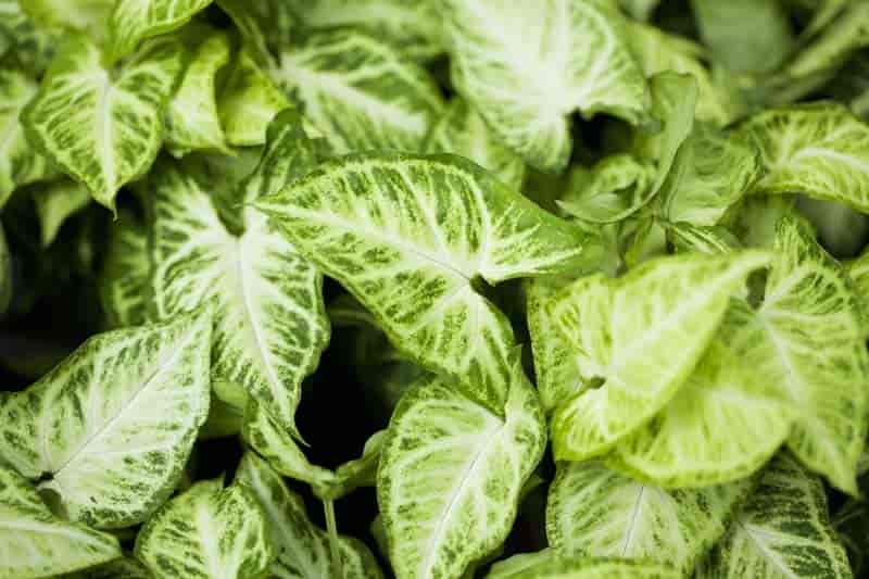 Painted Arrowhead - America's Gardens Nursery