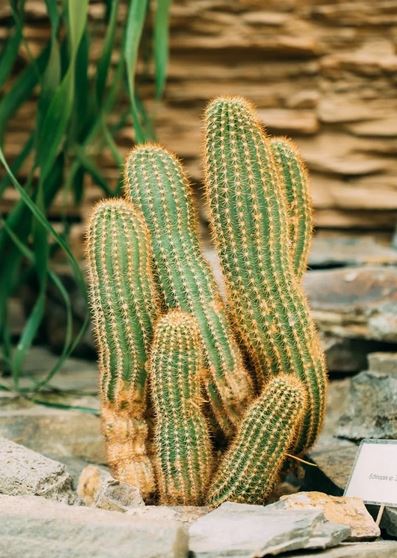 Peanut Cactus