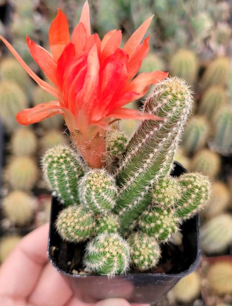 Peanut Cactus