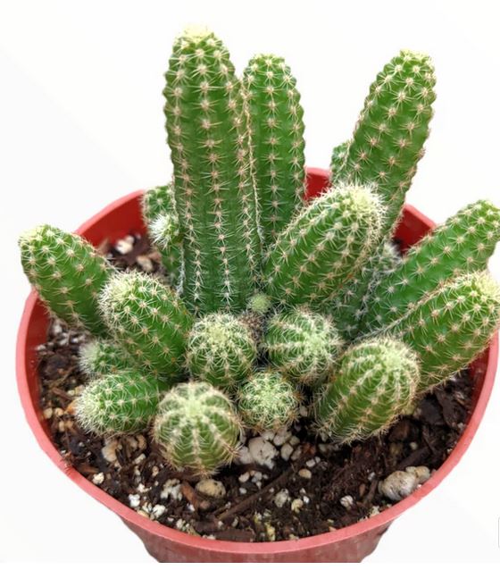 Peanut Cactus