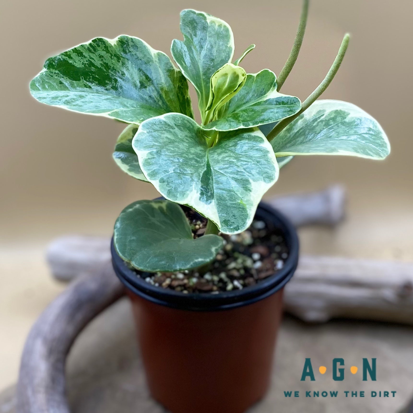 Peperomia, Magnolifolia Variegata - America's Gardens Nursery