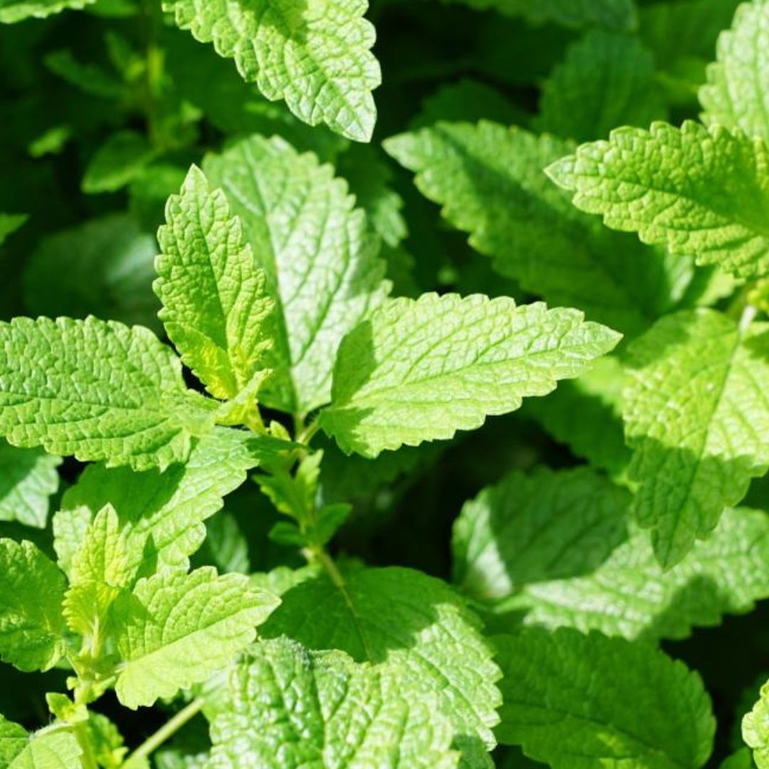 Peppermint Mint - America's Gardens Nursery