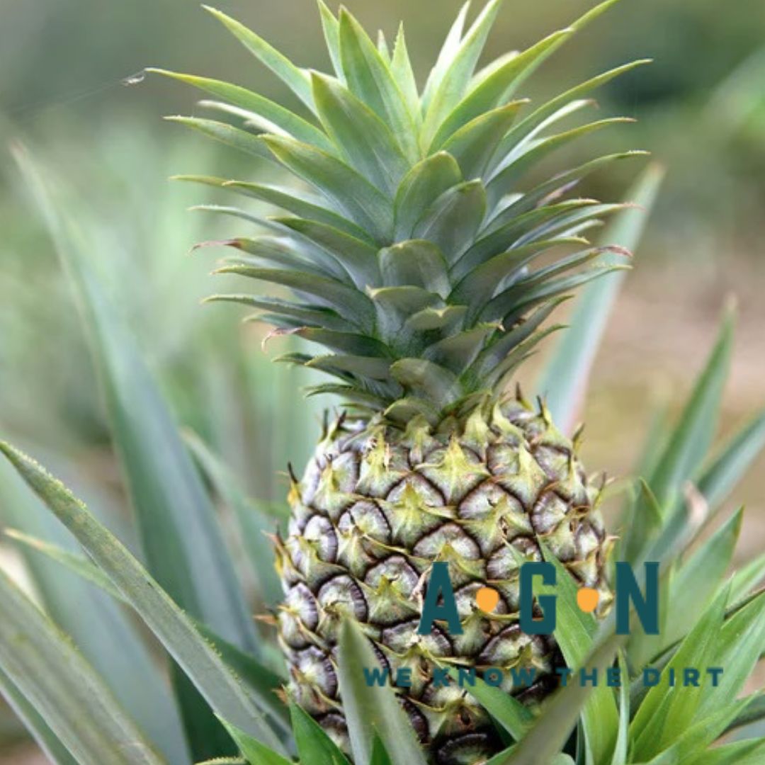 Pineapple Plant (Edible) - America's Gardens Nursery