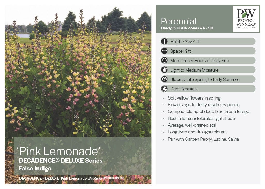 Pink Lemonade Baptisia - America's Gardens Nursery