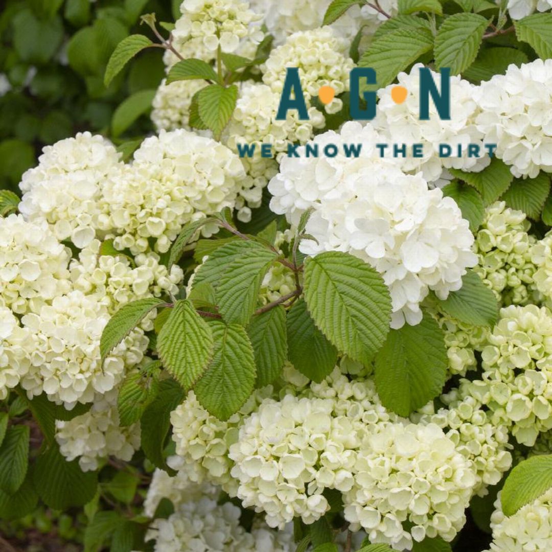Popcorn Viburnum - America's Gardens Nursery