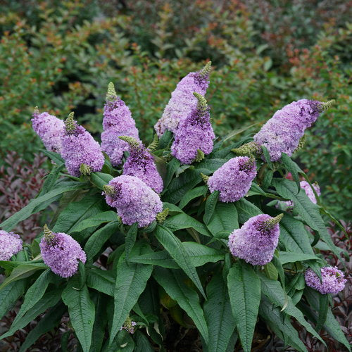 Amethyst Pugster Butterfly Bush