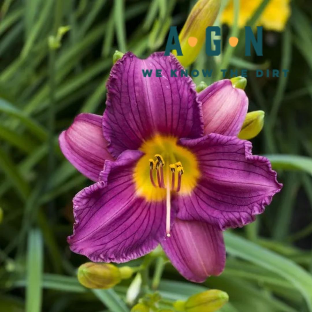 Purple D'Oro Reblooming Daylily - America's Gardens Nursery