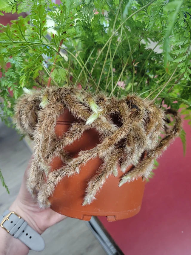 Rabbit Foot Fern