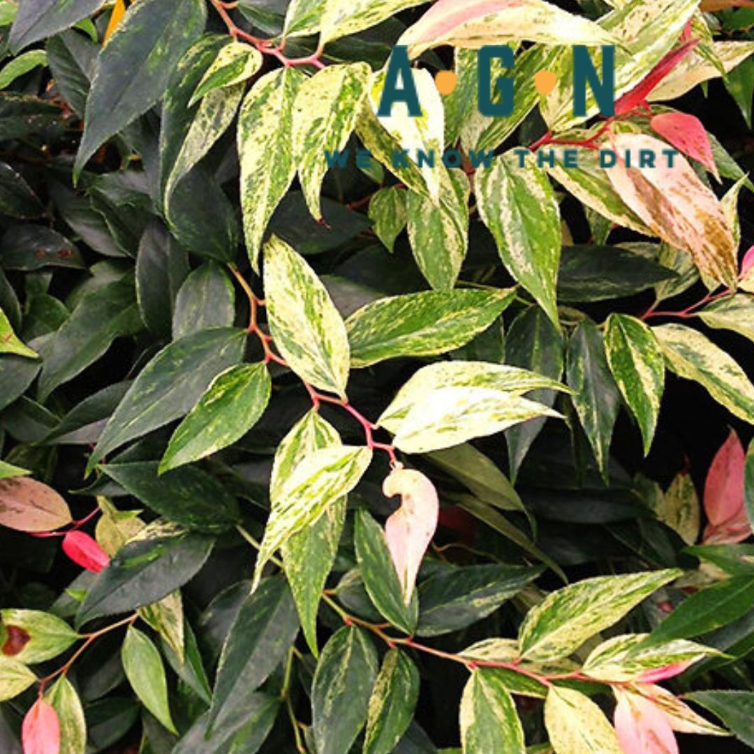 Rainbow Leucothe - America's Gardens Nursery