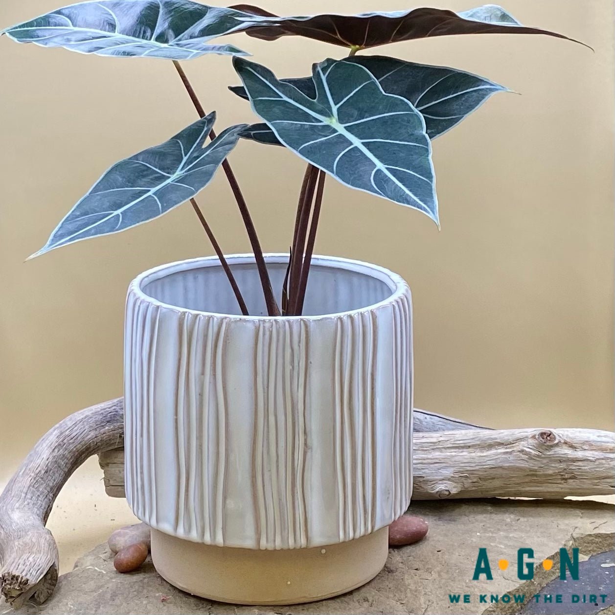 Ramos Vertical Stripe Cachepot - America's Gardens Nursery